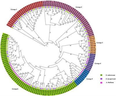 Genome-Wide Identification and Expression Profiling of Germin-Like Proteins Reveal Their Role in Regulating Abiotic Stress Response in Potato